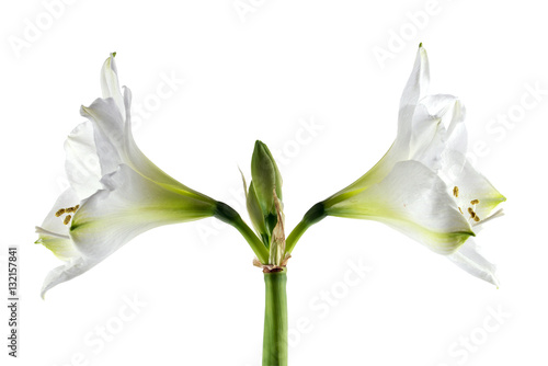 Double white amaryllis bloom (Hippeastrum), symmetrical flowers isolated on a white background
