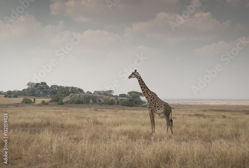 Giraffe and Kopje, Serengeti Plains, Tanzania