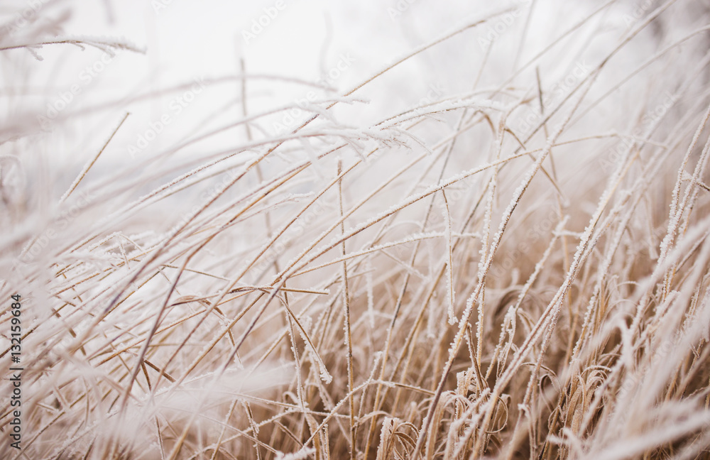 Fototapeta premium Frozen plants in winter with the hoar-frost