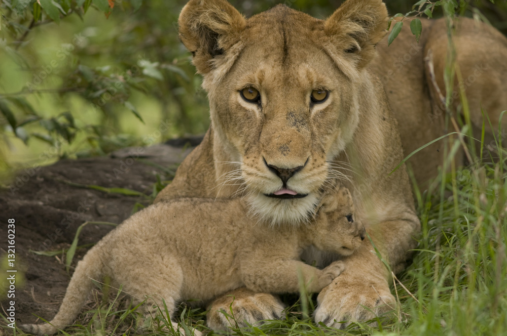 Lioness and Cub Lioness and Cub