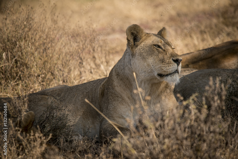 Naklejka premium Relaxed Female Lion, Serengeti