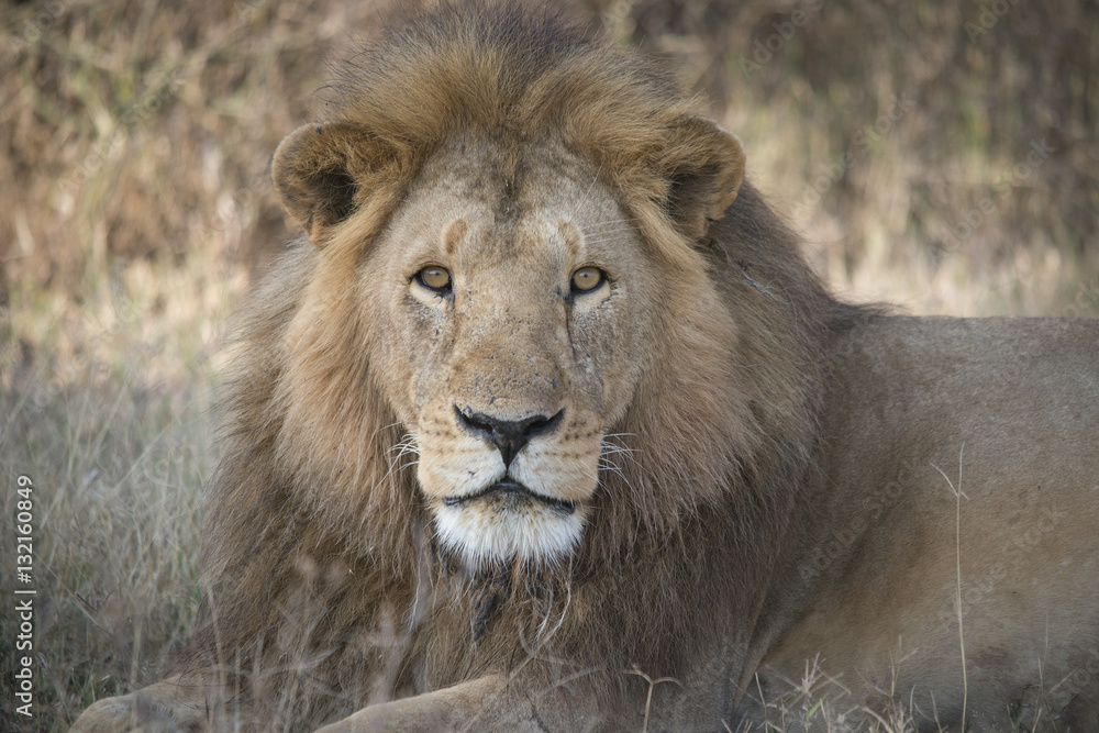 Eye to Eye with Male Lion, Serengeti