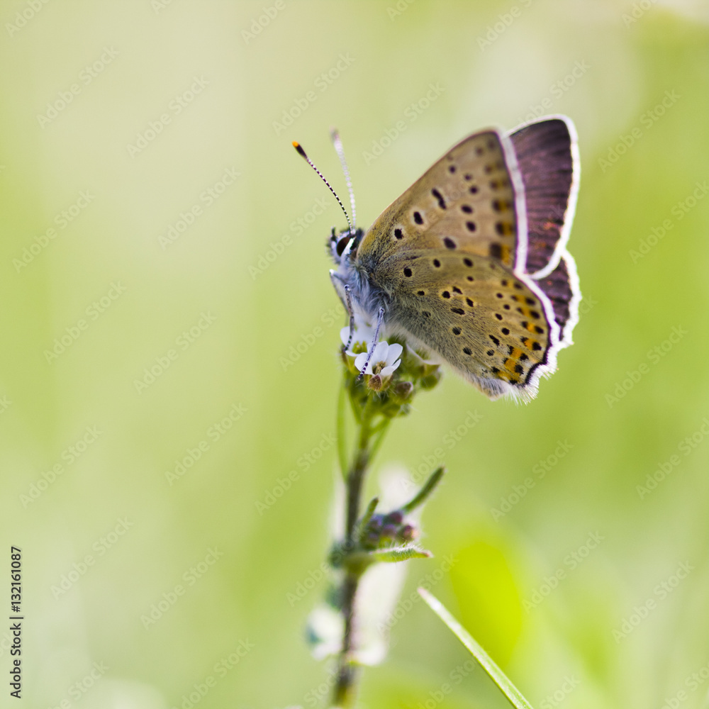 Fototapeta premium Small, colorful, beautiful butterfly on a plant with natural, green background