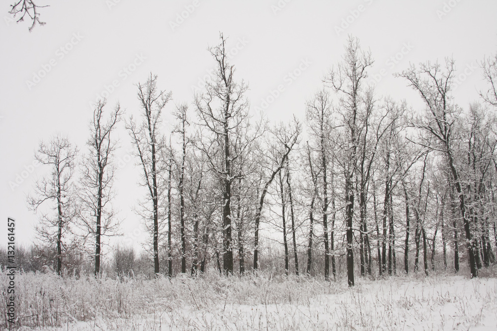 Obraz premium Snowing landscape in the park 