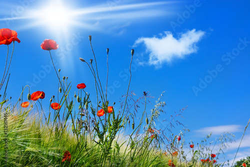 Fototapeta Naklejka Na Ścianę i Meble -  Mohnblumen, Klatschmohn, Feldblumen am Feldrand