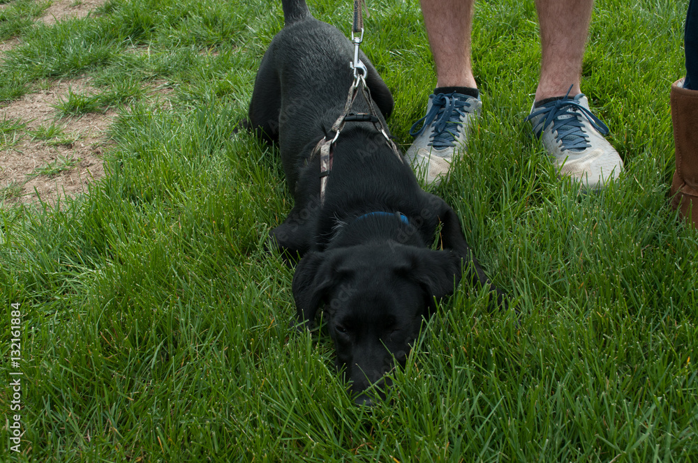Black lab puppy heals next to owner in deep grass Black lab puppy heals next to owner in deep grass