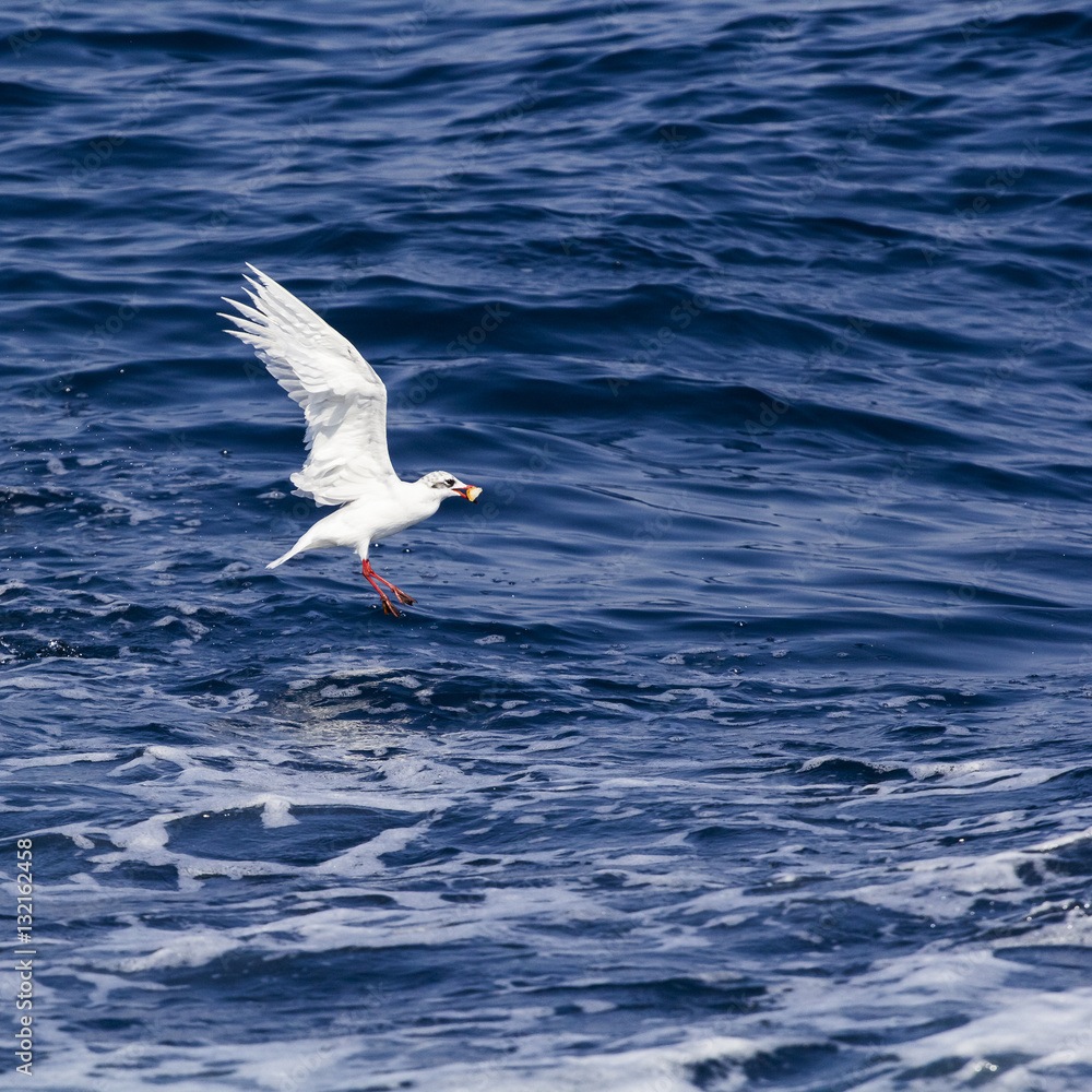 Beautiful seagulls over the blue sea
Beautiful seagulls over the blue sea