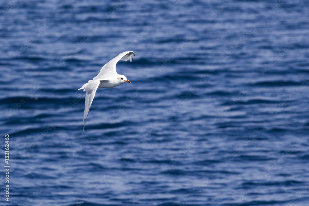 Beautiful seagulls over the blue sea
