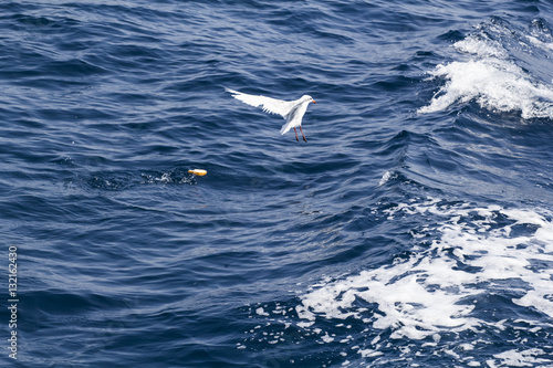 Beautiful seagulls over the blue sea © ileana_bt