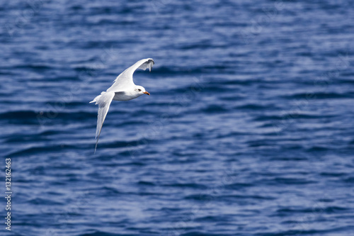 Beautiful seagulls over the blue sea  