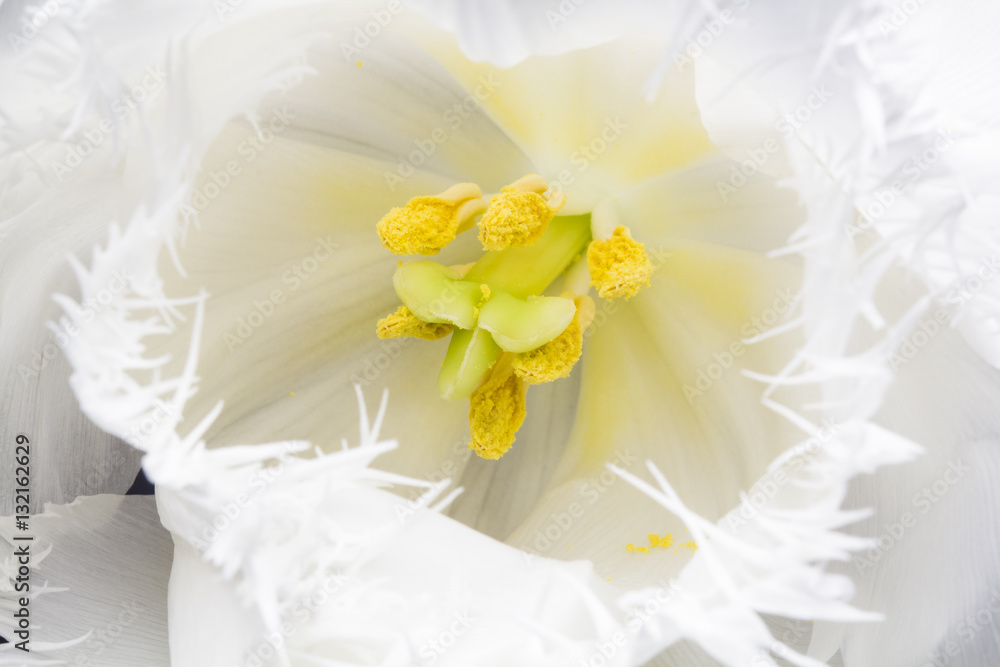 White, beautiful tulip with details
