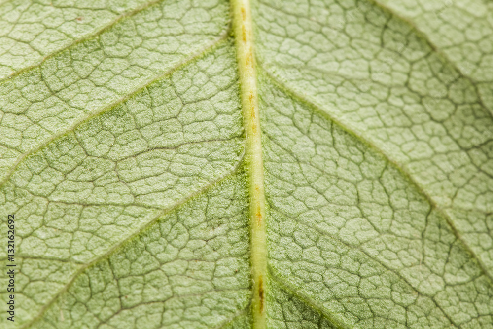 Fototapeta premium Green abstract with leaf texture