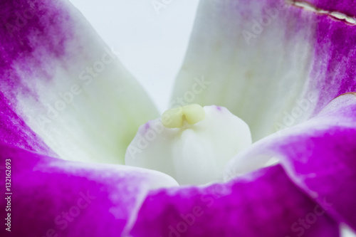 Macro shot of orchid petals. Image has grain texture visible on its maximum size  