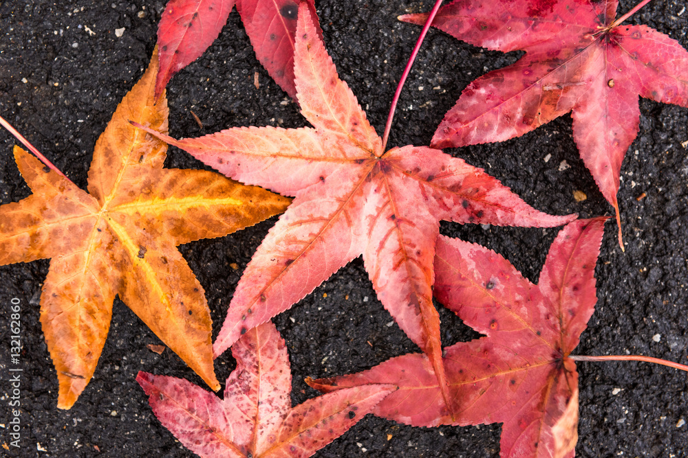 Wet fallen maple leaves on asphalt closeup Wet fallen maple leaves on asphalt closeup