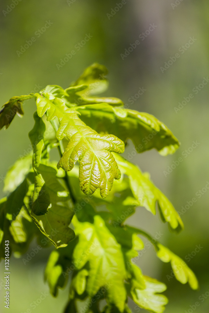 Young oak tree with natural, green background
Young oak tree with natural, green background