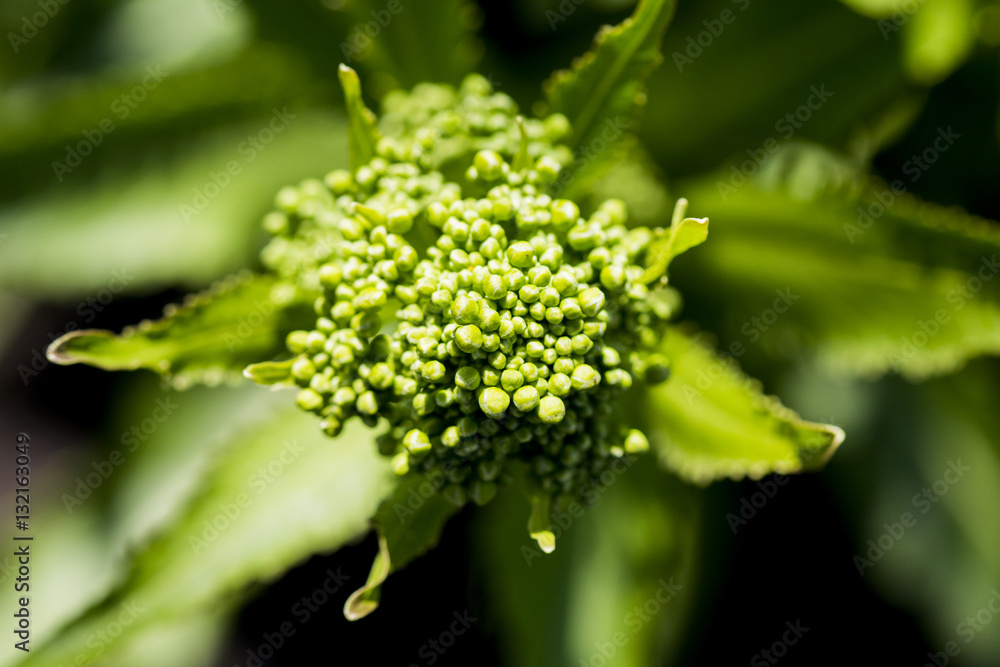 Horseradish (Armoracia rusticana) blooming and leaves Horseradish (Armoracia rusticana) blooming and leaves