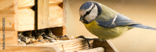 Blaumeise am Vogelhaus
