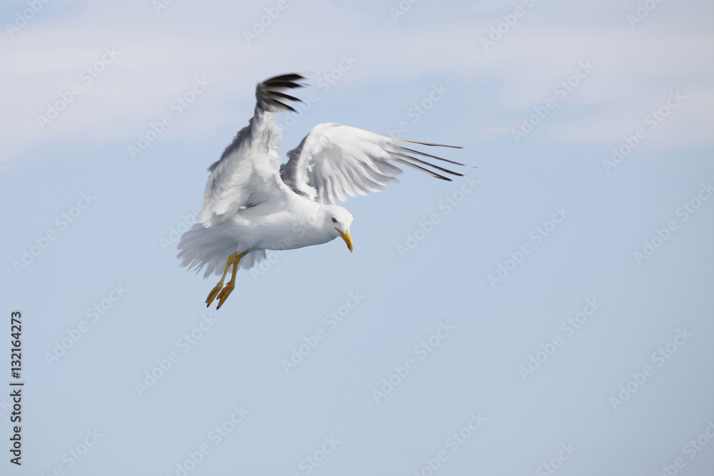 Beautiful seagull soaring in the blue sky
