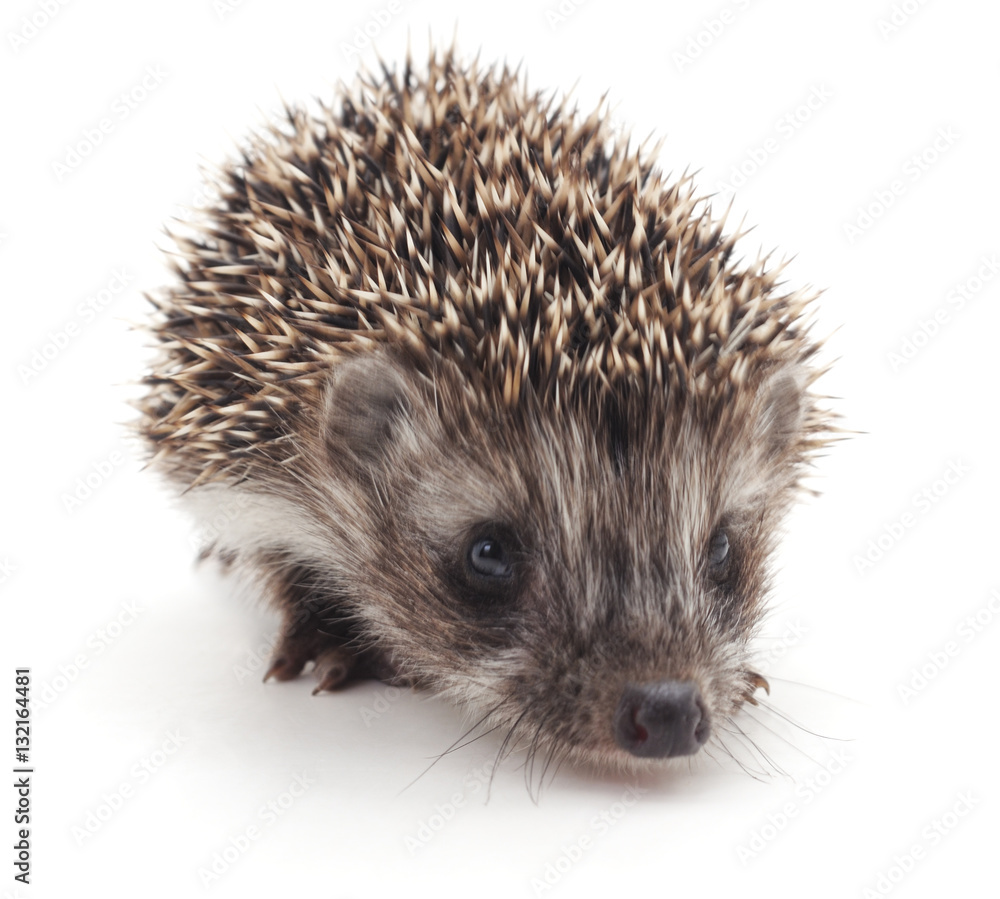 Small hedgehog. Small hedgehog.