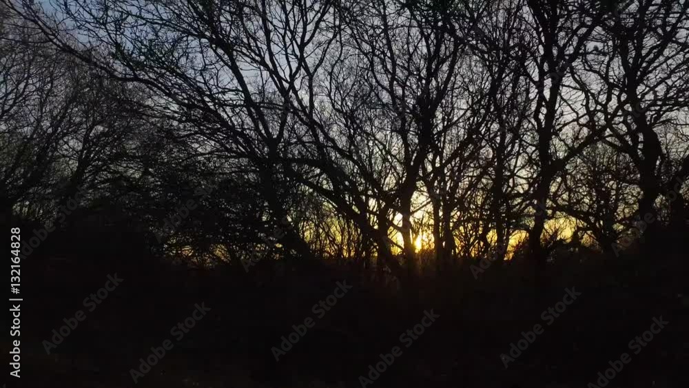 Tracking sunrise background shot in the woods. Tracking sunrise background shot in the woods.