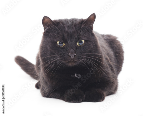 Black cat. © voren1