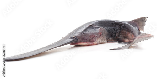 Raw paddlefish. © voren1