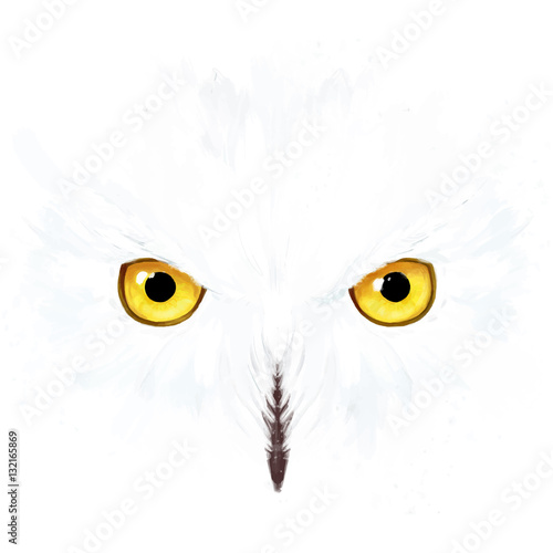 Snowy owl eyes and face