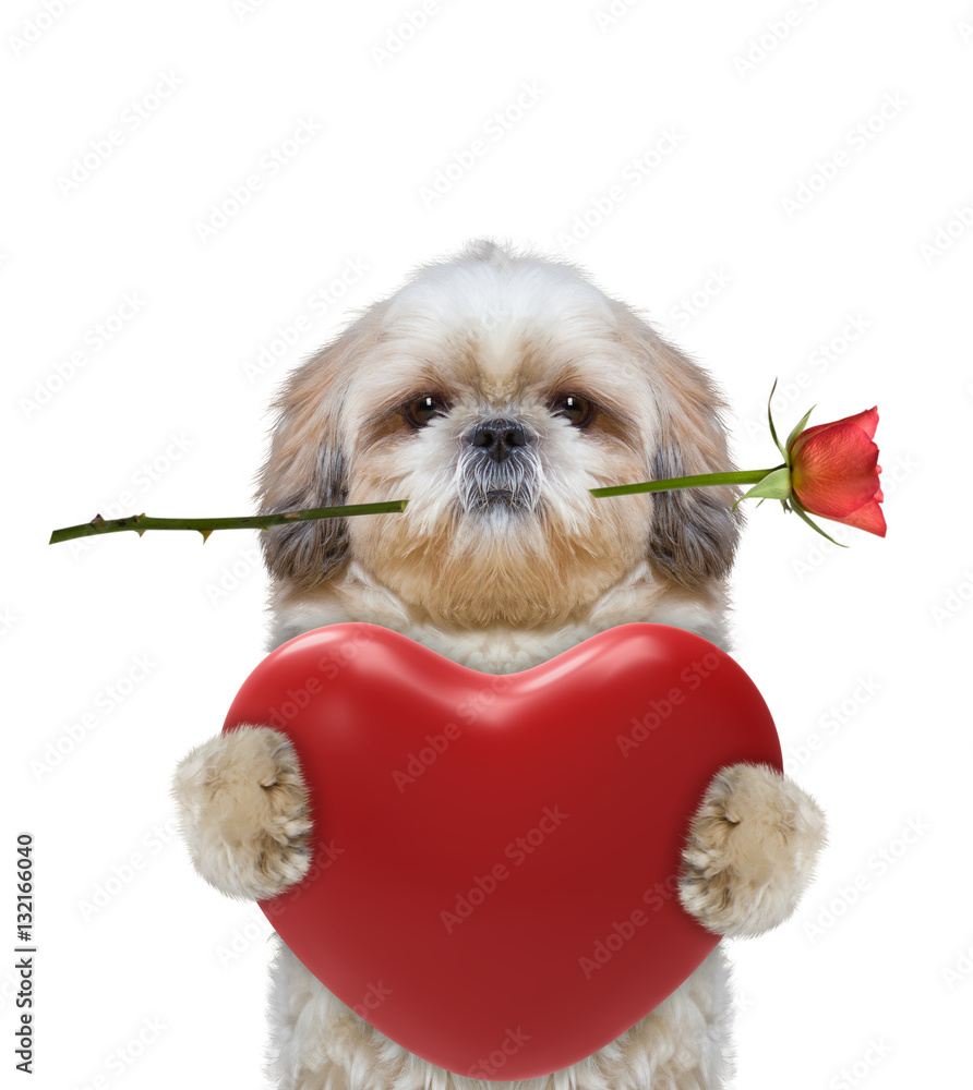 Cute dog holding heart and rose Stock Photo Adobe Stock