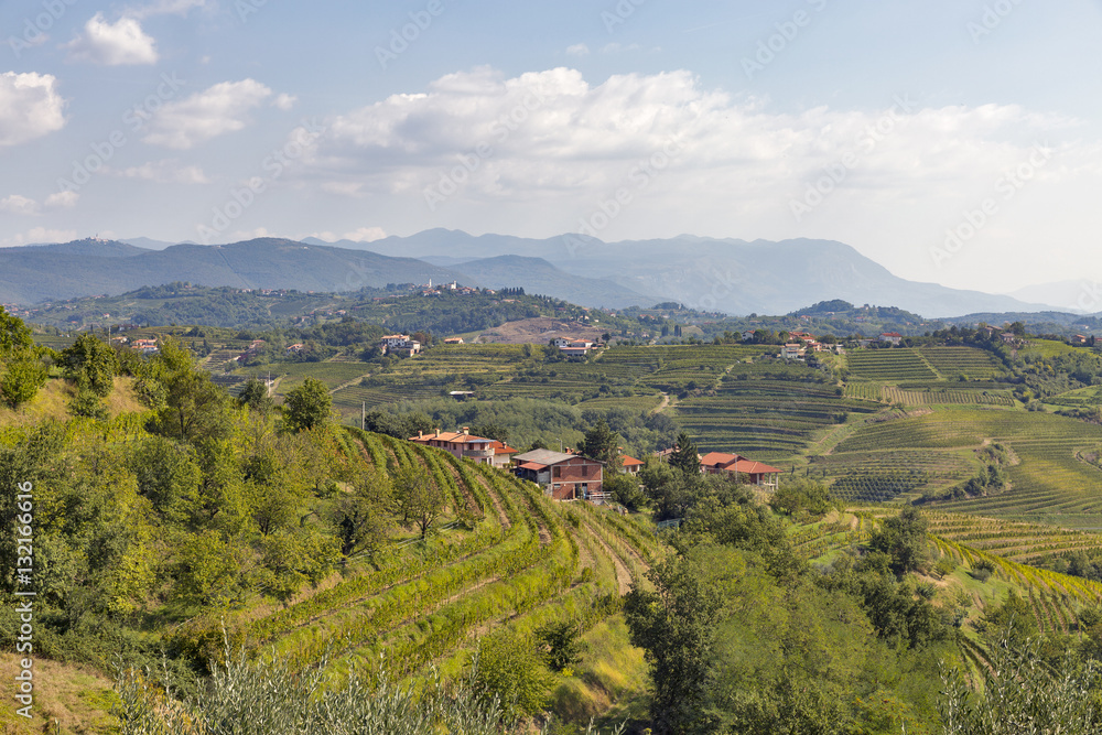 Rural mediterranean landscape with vineyards