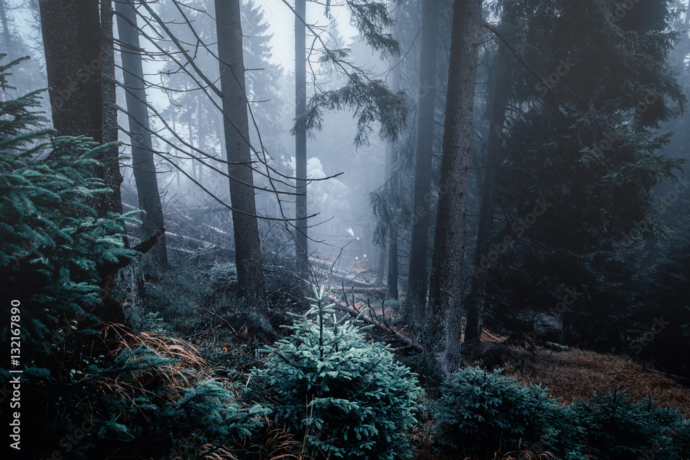 Fototapeta premium Mystisch kalte Nadelwälder im Harz