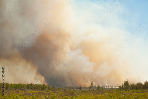 wild wildfire summer without people in forest © solstizia