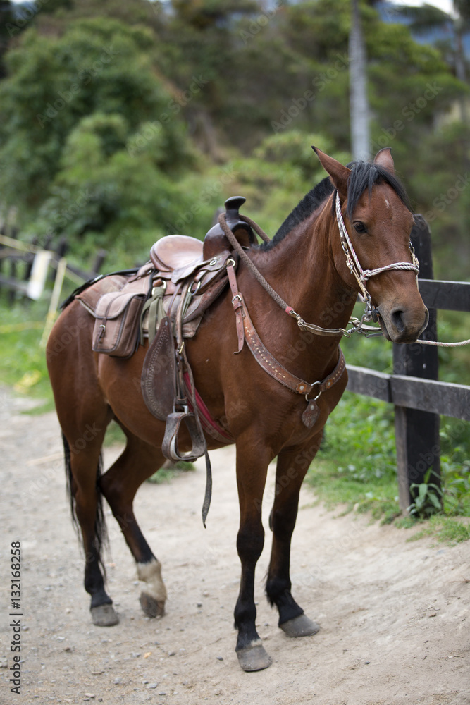 horse in Colombia 