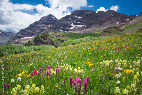 Aspen Wilderness Flowers