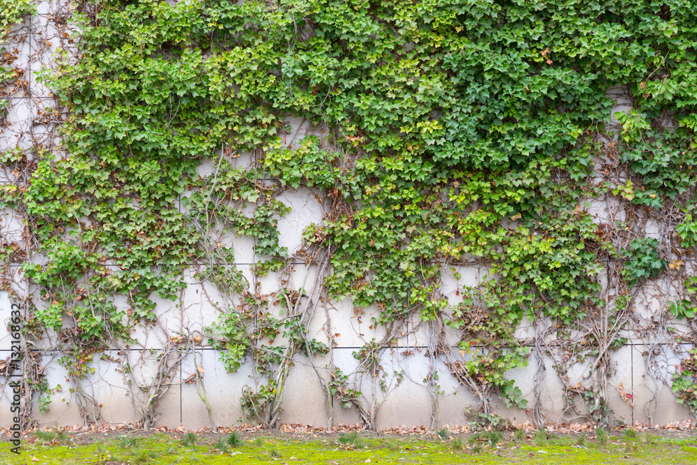 Creeper plant on a wall, Stock image