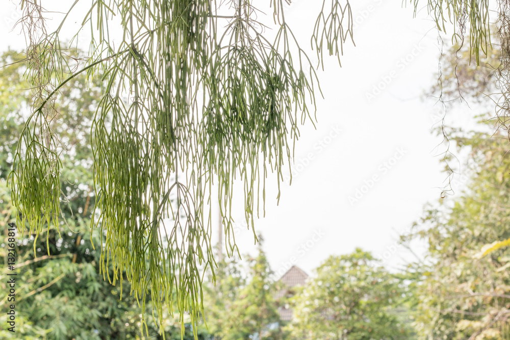 Naklejka premium group of green leaf and sky,green leaf from garden,green leaf make oxygen and part of tree