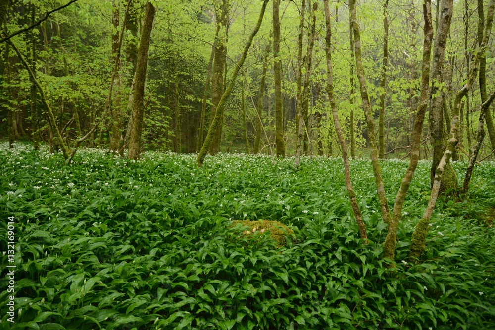 woodland trees woodland trees