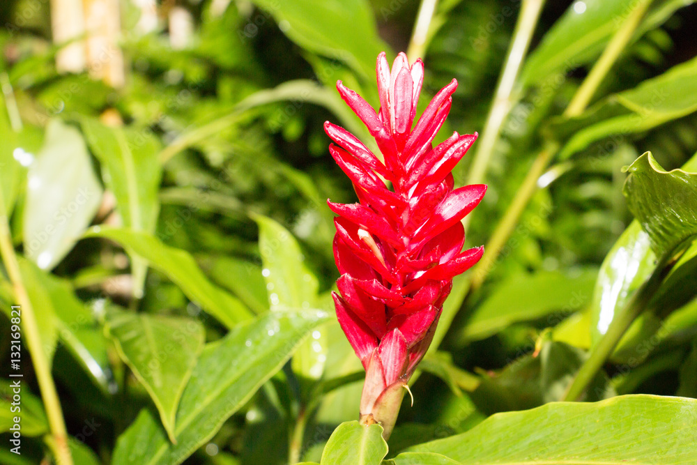 flower and sunlight from park ,flower have green leaf flower and sunlight from park ,flower have green leaf