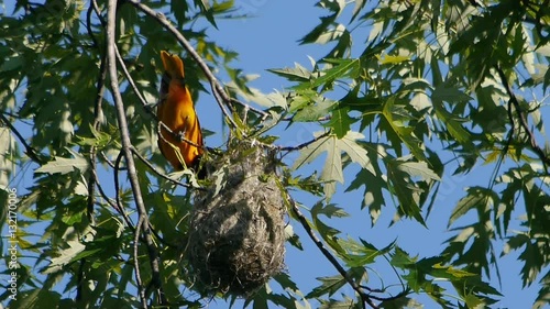 Baltimore Oriole (Icterus galbula) comes and goes attending a nest.