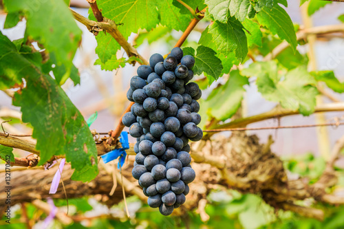  large bunches of red wine grapes hang from a vine, warm backgro