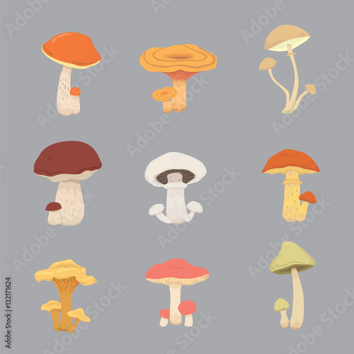 mushroom nature cook food, different kinds of edible mushrooms