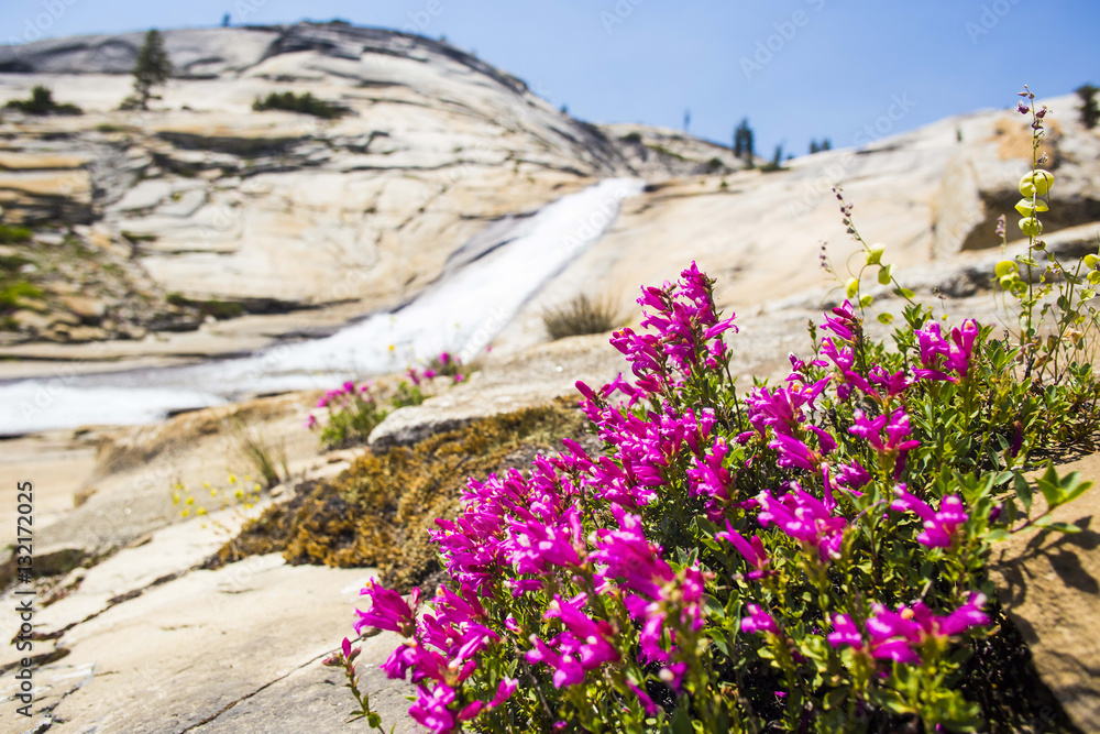 Wild Flowers and Water Falls