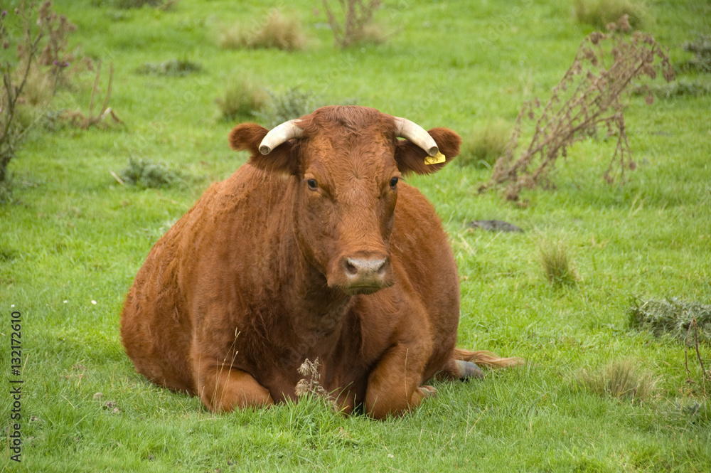 Cattle beast sitting in field in New Zealand