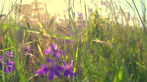 Wildflowers plants in a field at sunset, Meadow, nature. Slow motion 240 fps, high speed camera. Full HD 1080p video footage