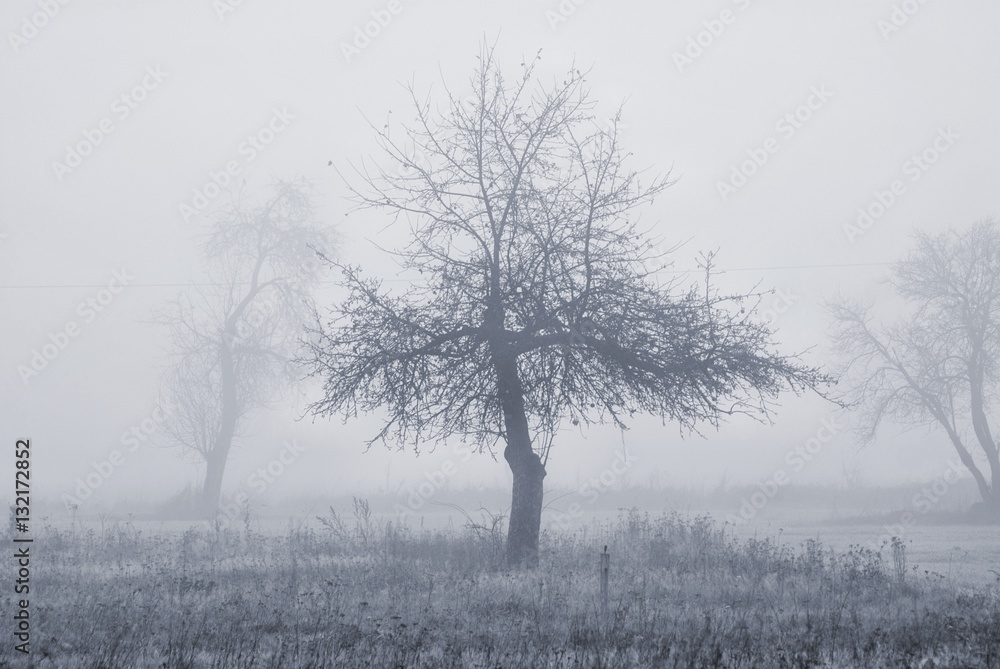 Fototapeta premium sad w gęstej mgle