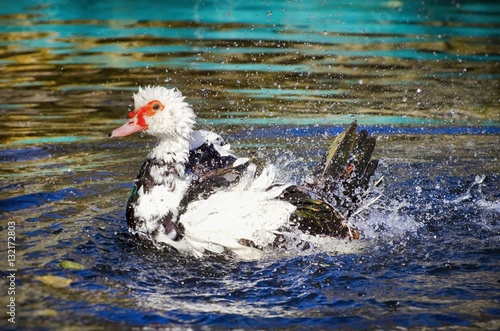 Swimming Single Duck