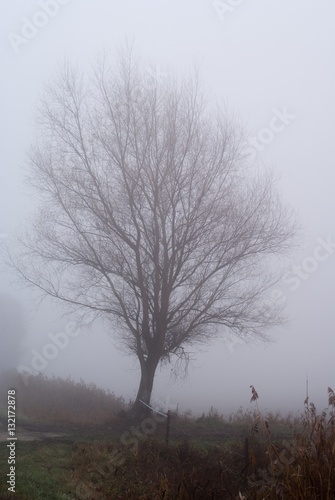drzewo w gęstej mgle