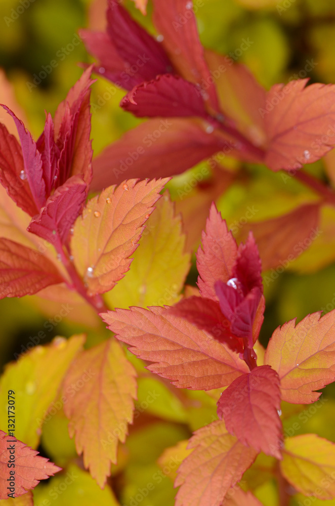 Orange and Red Leaves Orange and Red Leaves
