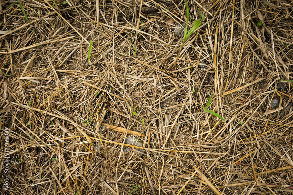Dry chaff for animal fodder photo taken in Semarang Indonesia Dry chaff for animal fodder photo taken in Semarang Indonesia