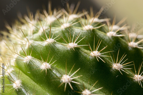 Macro of Short Green Column Cactus with White Needles
