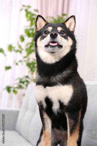 Cute Shiba inu dog on sofa in room